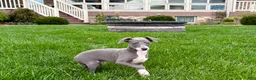 Italian Greyhound dogs for sale: Corbin  - Ad 2