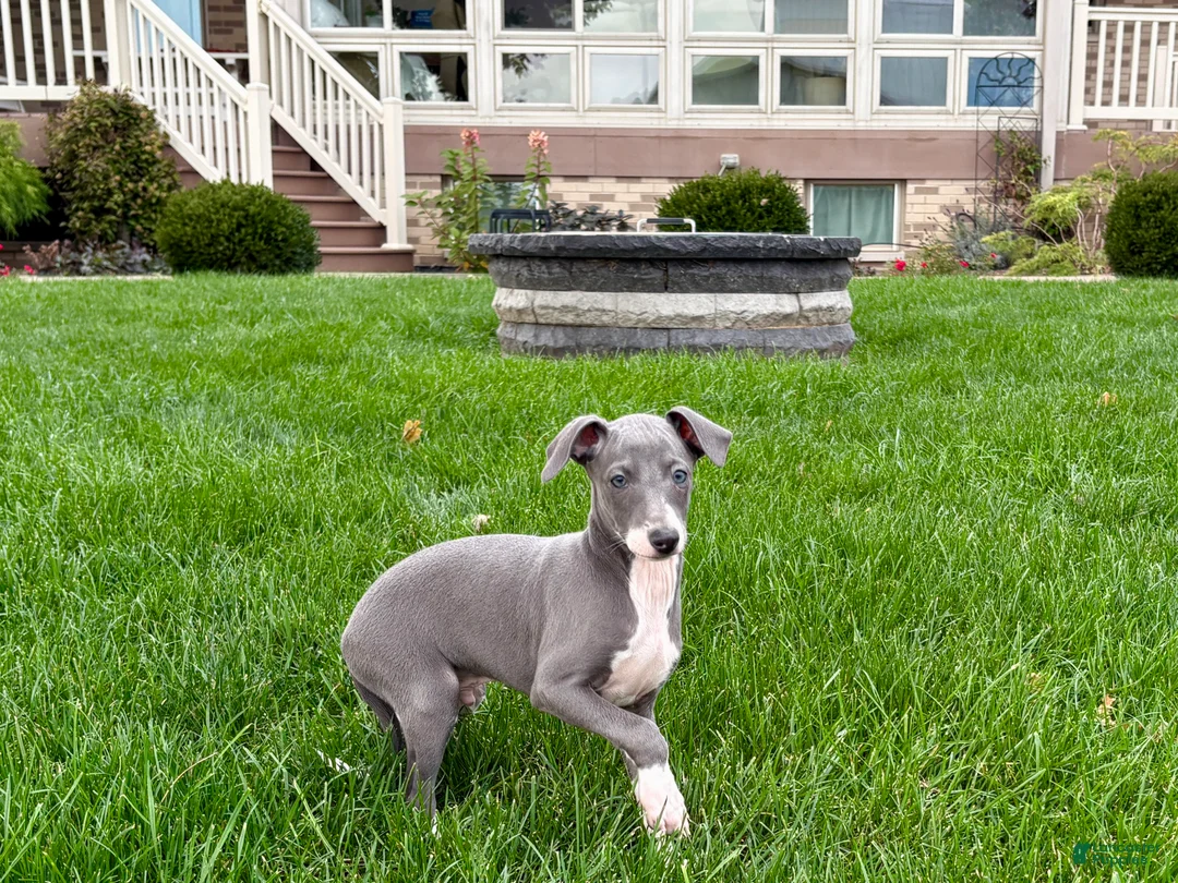 Italian Greyhound dogs for sale: Corbin  - Ad 2