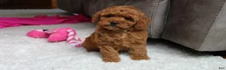Cavapoochon dogs for sale: Maggie  - Ad 13