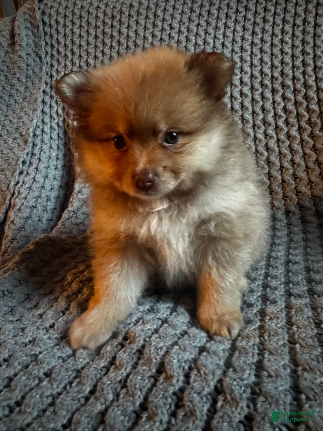 Pomeranian dogs for sale: Blossom- blue eyes - Ad 2
