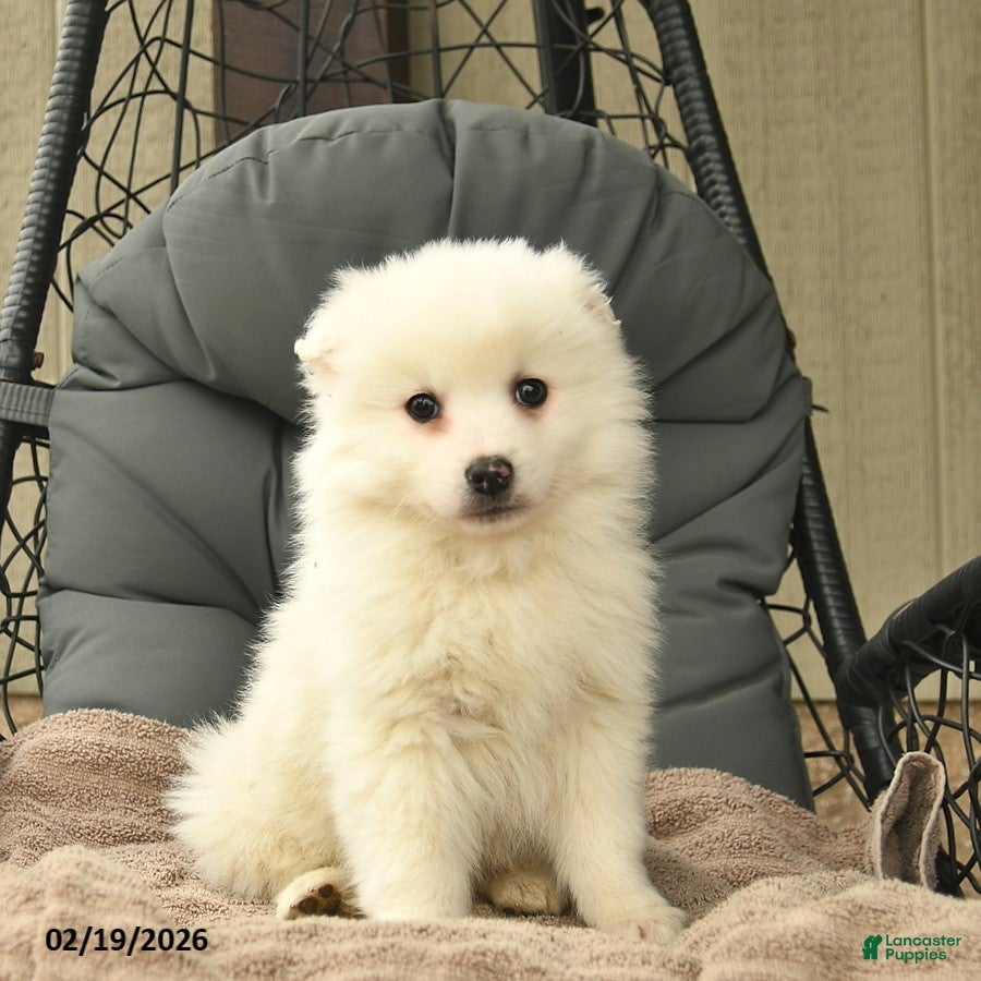 American Eskimo dogs John  - Ad 1