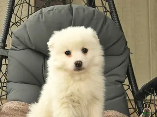 American Eskimo dogs for sale: John - Ad 1