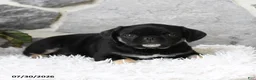 Pug dogs for sale: Bindy - Ad 5
