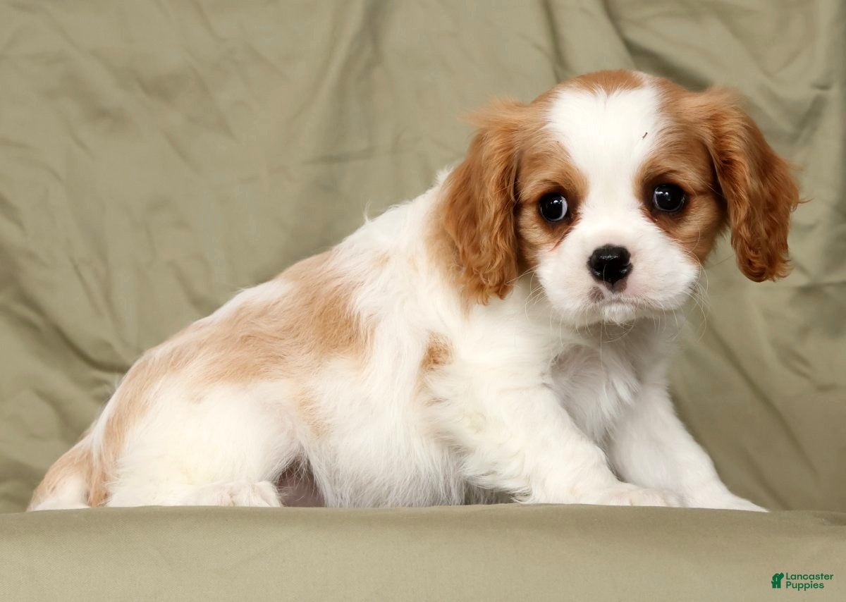 Cavalier King Charles Spaniel dogs Malik - Ad 2