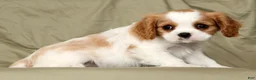 Cavalier King Charles Spaniel dogs for sale: Malik - Ad 2