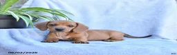 Miniature Dachshund dogs for sale: Buttercup - Ad 3
