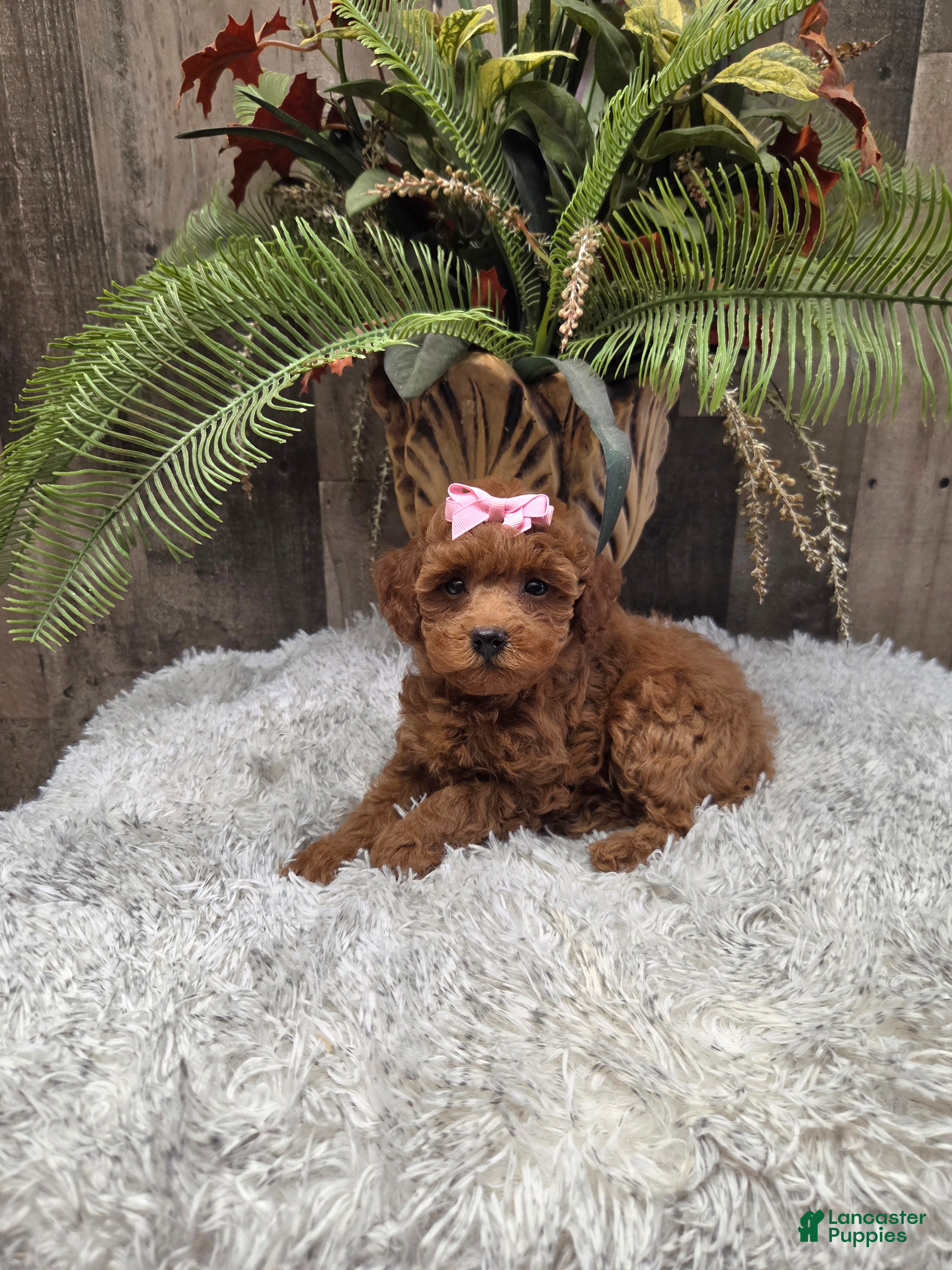 Miniature Poodle dogs Amber - Ad 1
