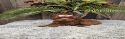 Miniature Poodle dogs for sale: Amber - Ad 1
