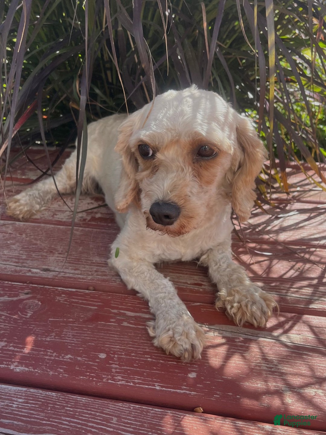 Cavapoo dogs for sale: Marco - Ad 4