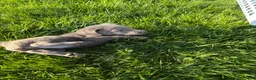Labrador Retriever dogs for sale: Summer  - Ad 4