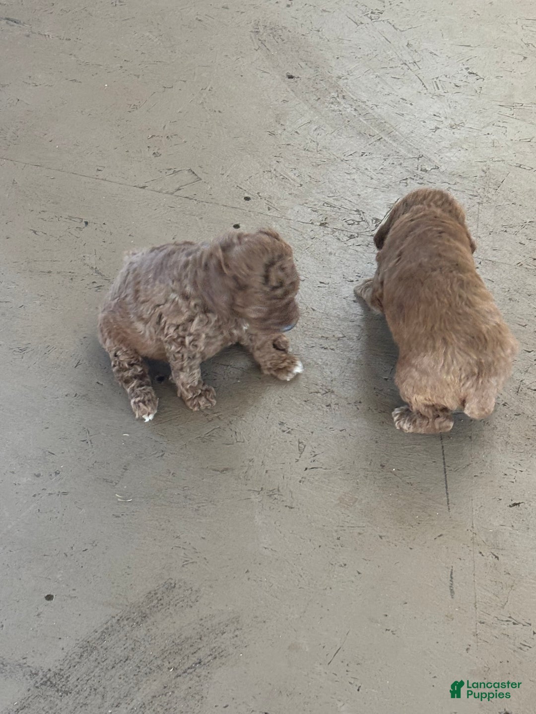 Miniature Poodle dogs for sale: Ernie - Ad 1