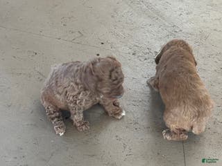 Miniature Poodle dogs Ernie - Ad 42