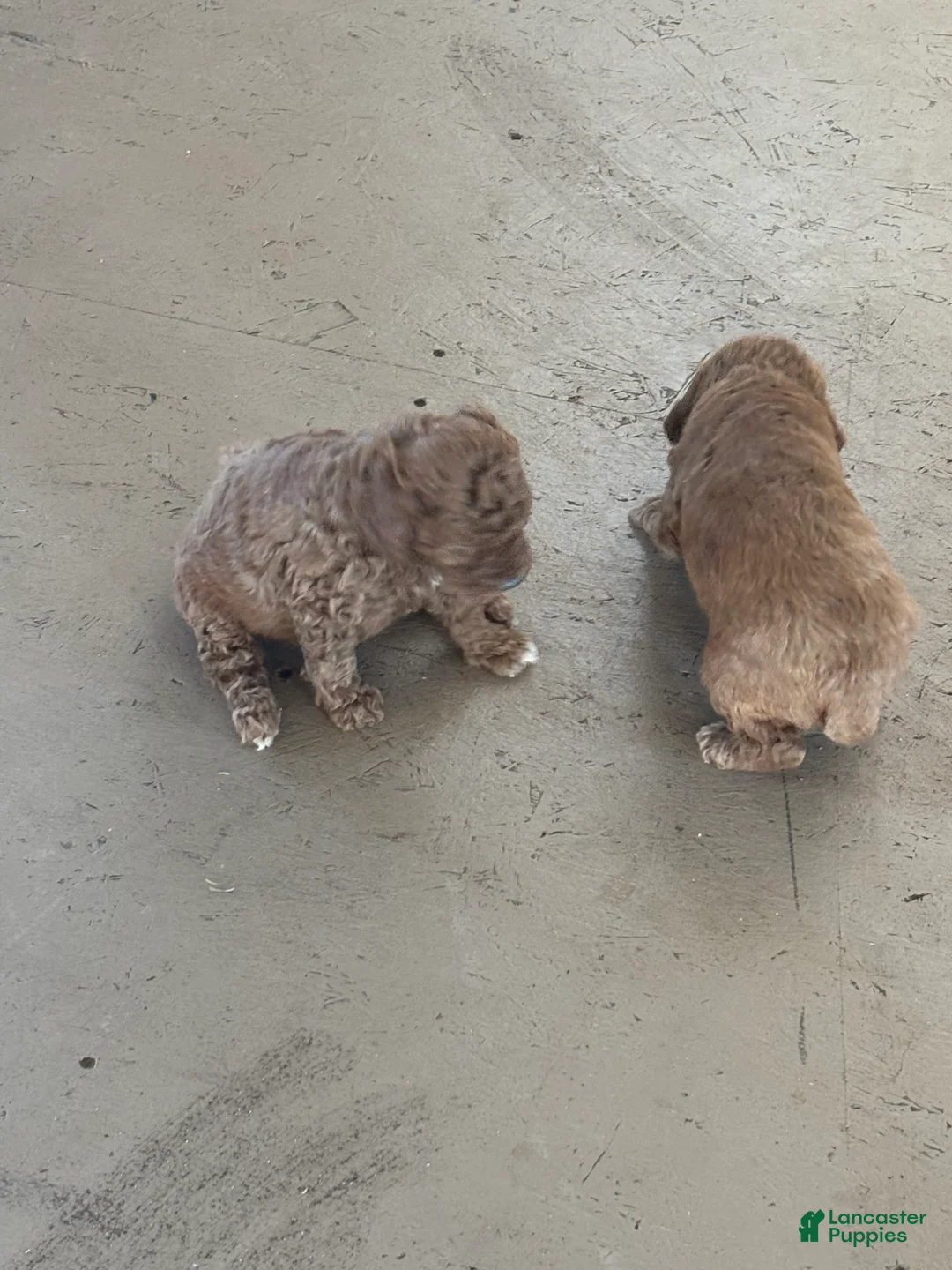 Miniature Poodle dogs for sale: Ernie - Ad 1