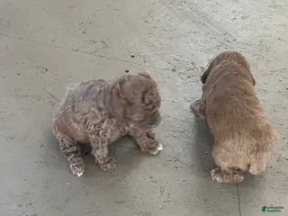 Miniature Poodle dogs Ernie - Ad 10