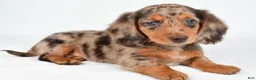 Miniature Dachshund dogs for sale: Chloe - Ad 9
