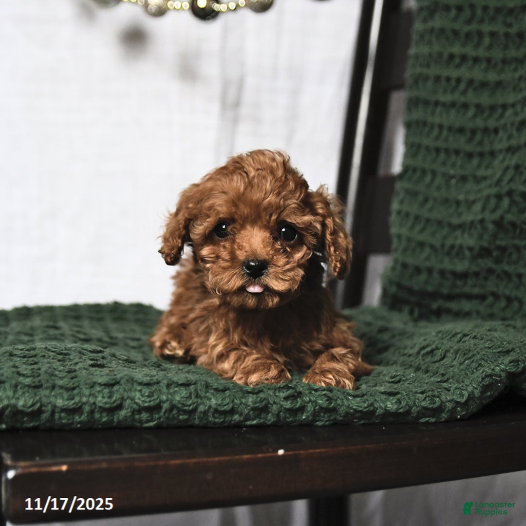 Toy Poodle dogs for sale: Fancy Teacup - Ad 2