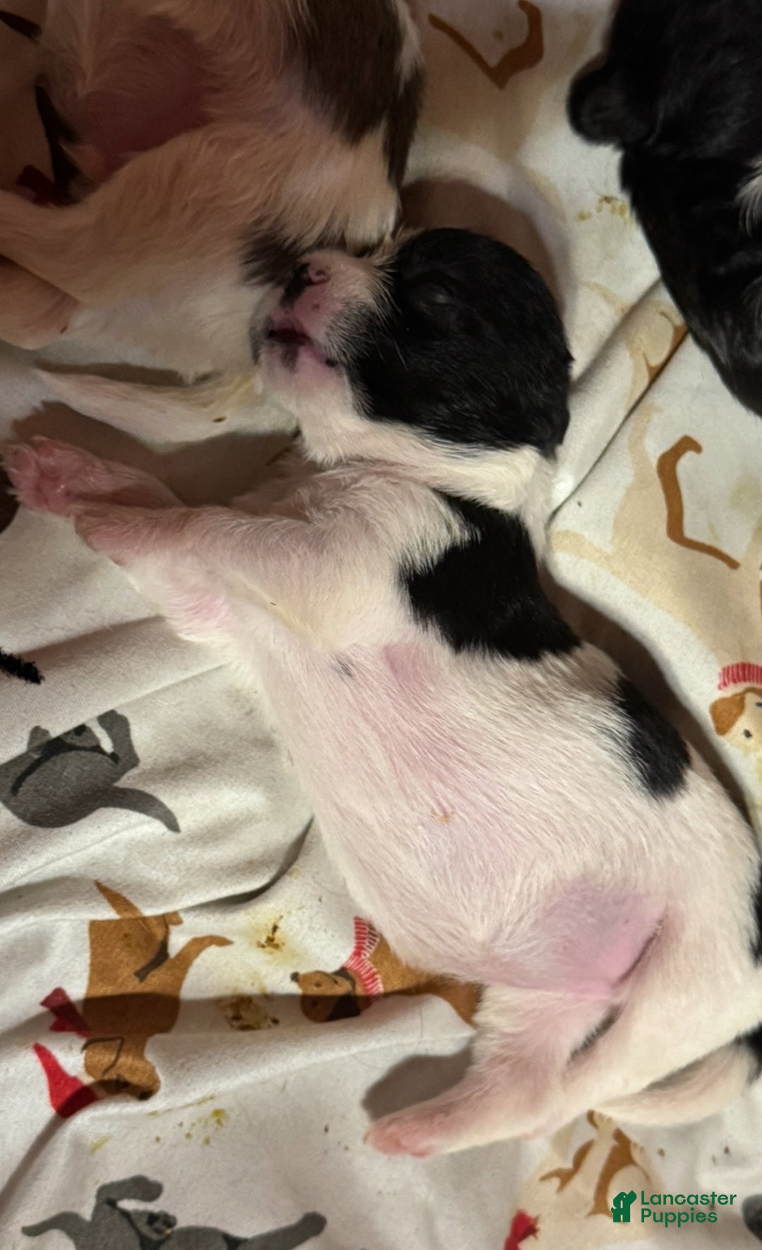 Shihpoo dogs for sale: Life - Ad 4