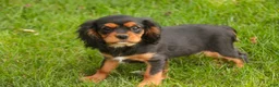 Cavalier King Charles Spaniel dogs for sale: Leroy Cavalier King Charles Spaniel  - Ad 8