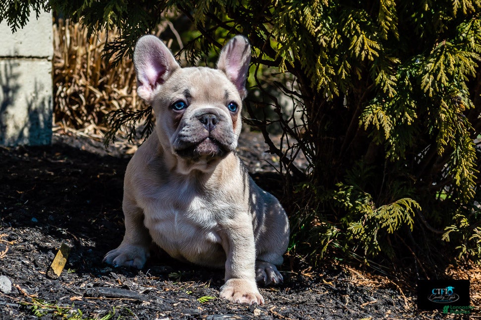 French Bulldog dogs Cowboy - Ad 1