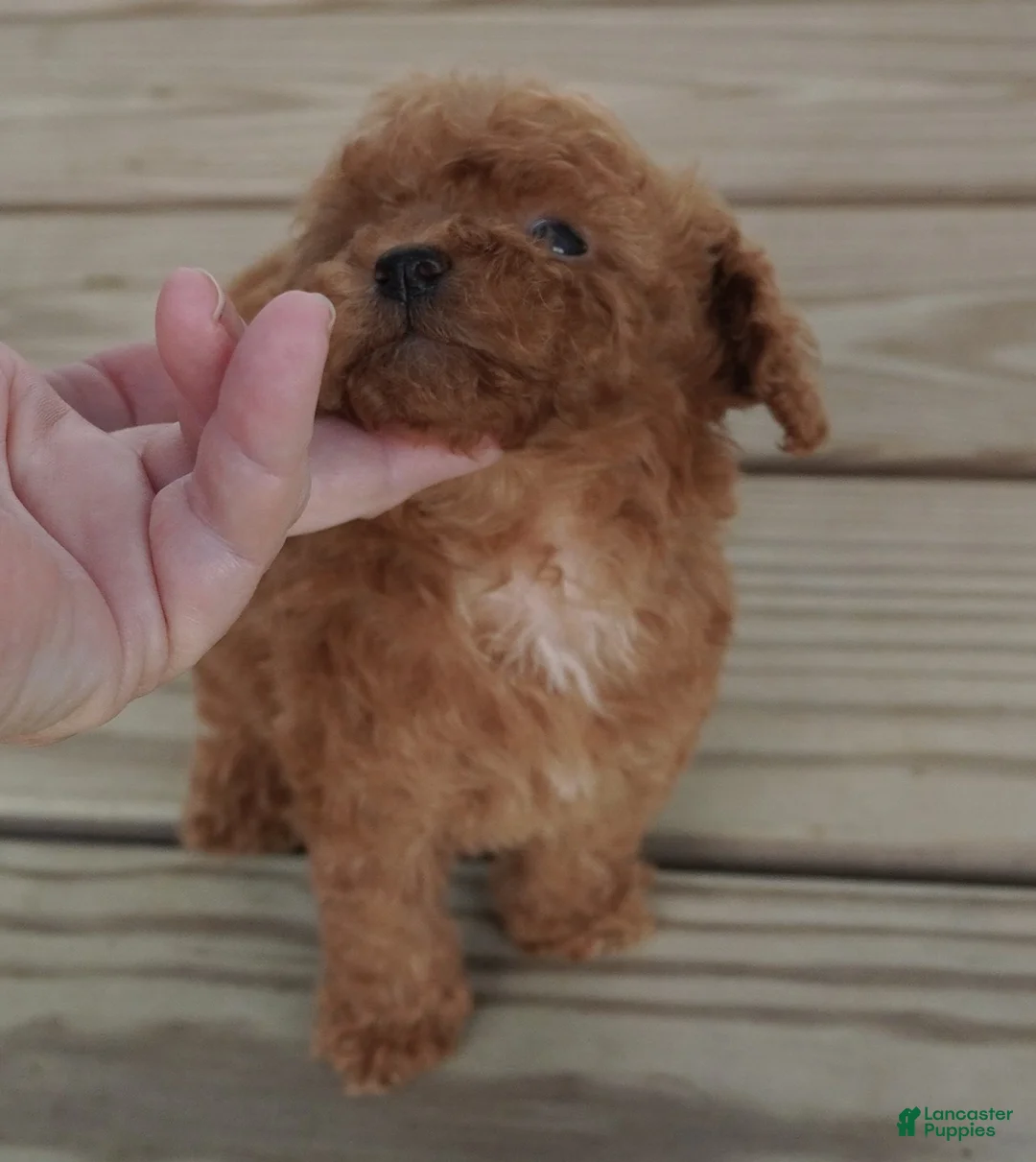 Toy Poodle dogs for sale: Red Female with white on chest - Ad 2