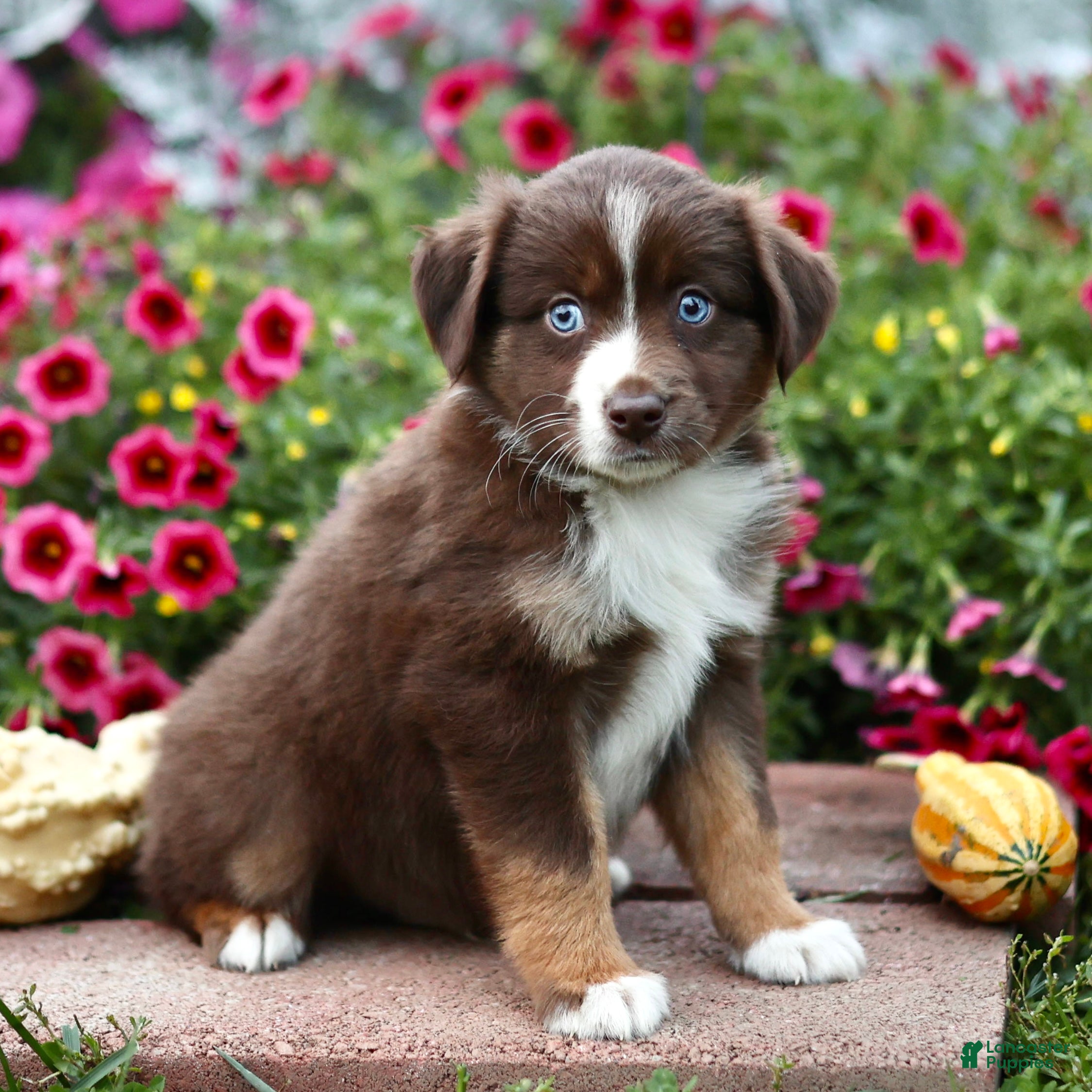 Miniature Australian Shepherd dogs Luke - Ad 1