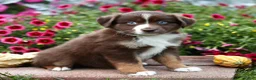 Miniature Australian Shepherd dogs for sale: Luke - Ad 1
