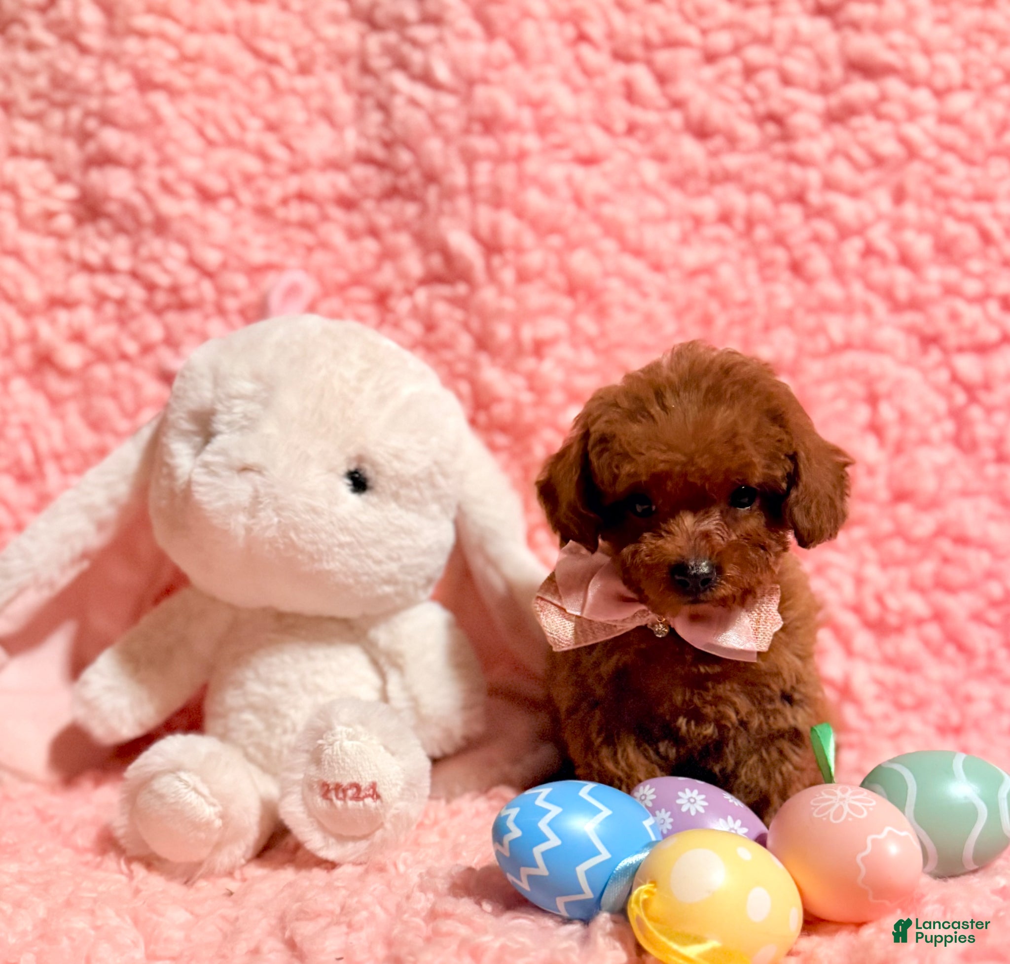 Toy Poodle dogs Abby red AKC Teacup - Ad 1