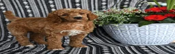Standard Poodle dogs for sale: Vanilla - Ad 4