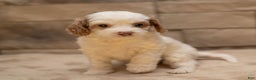 Cavapoo dogs for sale: Ginger  - Ad 6