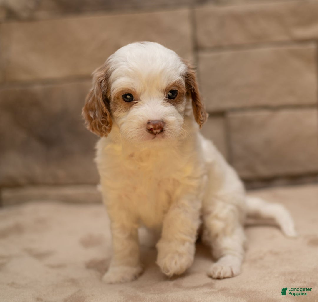 Cavapoo dogs for sale: Ginger  - Ad 6