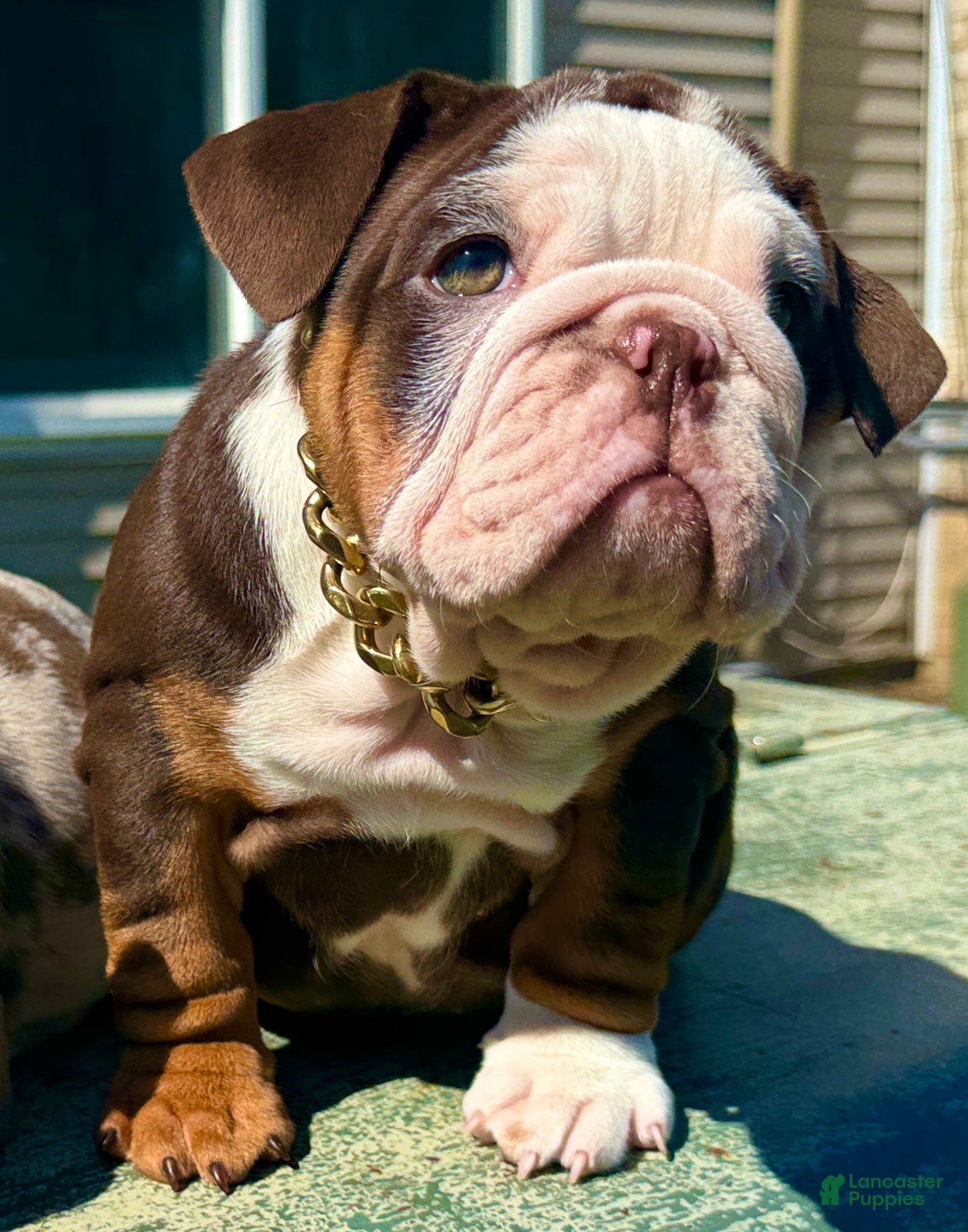English Bulldog dogs Chanel - Ad 17
