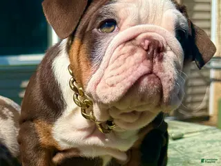 English Bulldog dogs Chanel - Ad 17