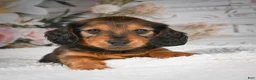 Miniature Dachshund dogs for sale: AKC-Daisy - Ad 6