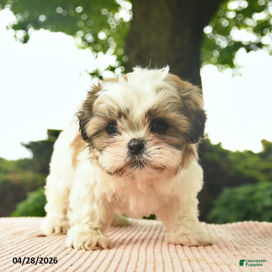Shih Tzu dogs Lancelot - Ad 2