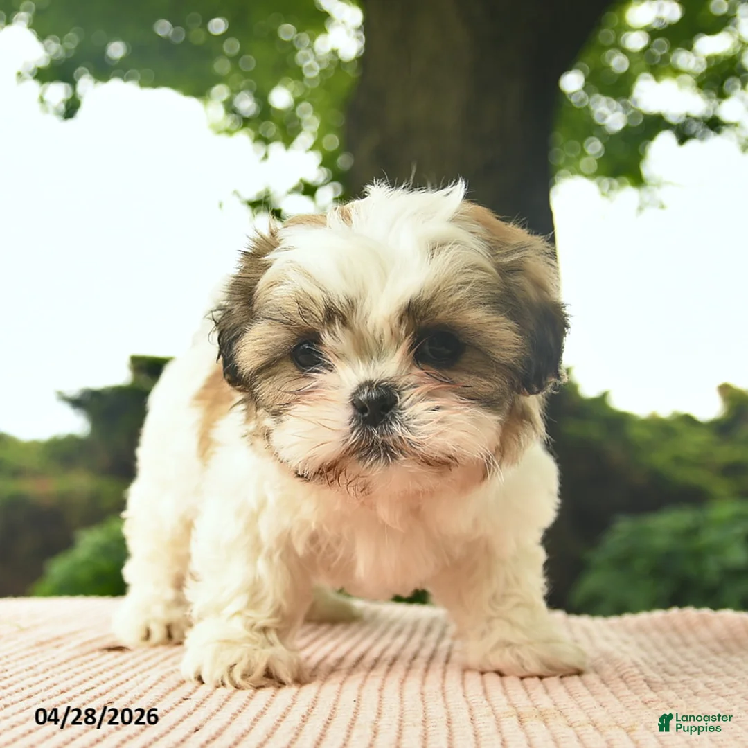 Shih Tzu dogs for sale: Lancelot - Ad 2