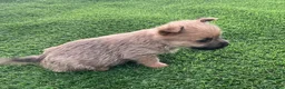 Cairn Terrier dogs for sale: Daisy - Ad 5