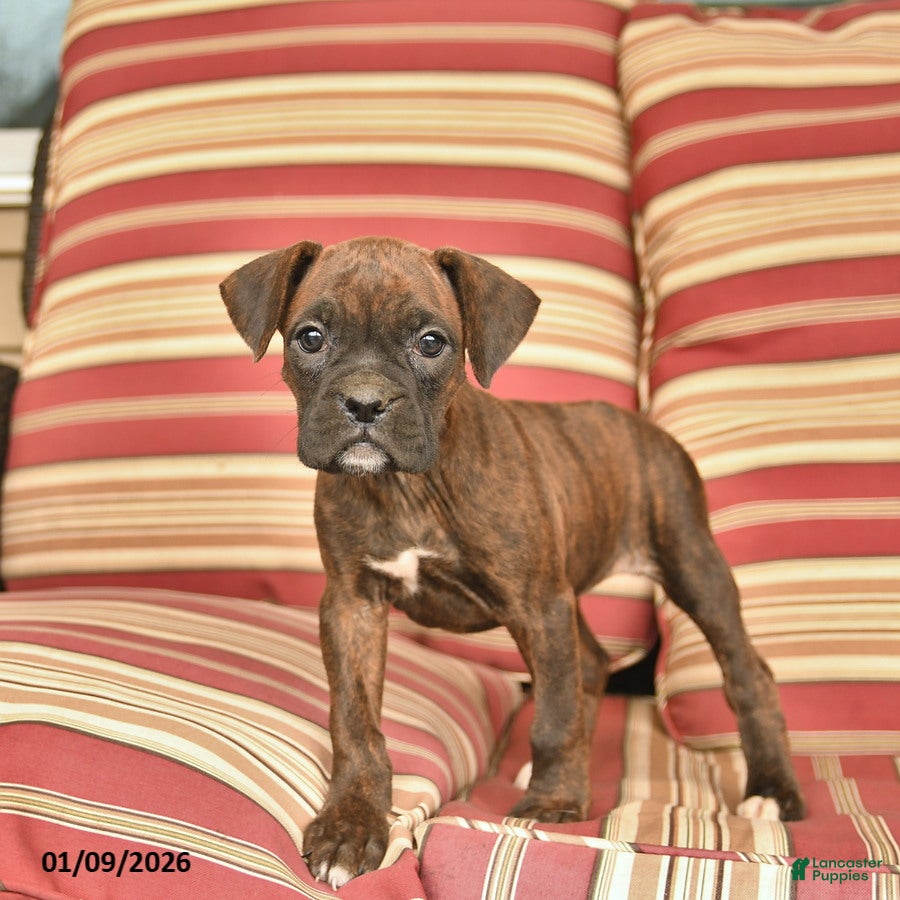 Boxer dogs Jewel  - Ad 7