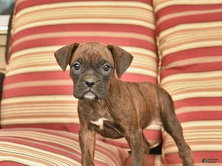 Boxer dogs Jewel - Ad 12