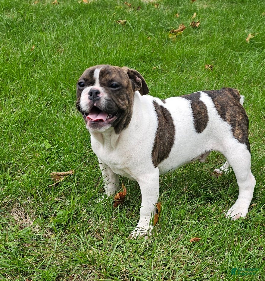 Mixed Breed dogs SALE! Lovely Tubby - Ad 27