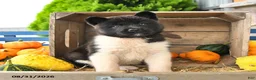 Akita dogs for sale: Nessie - Ad 5
