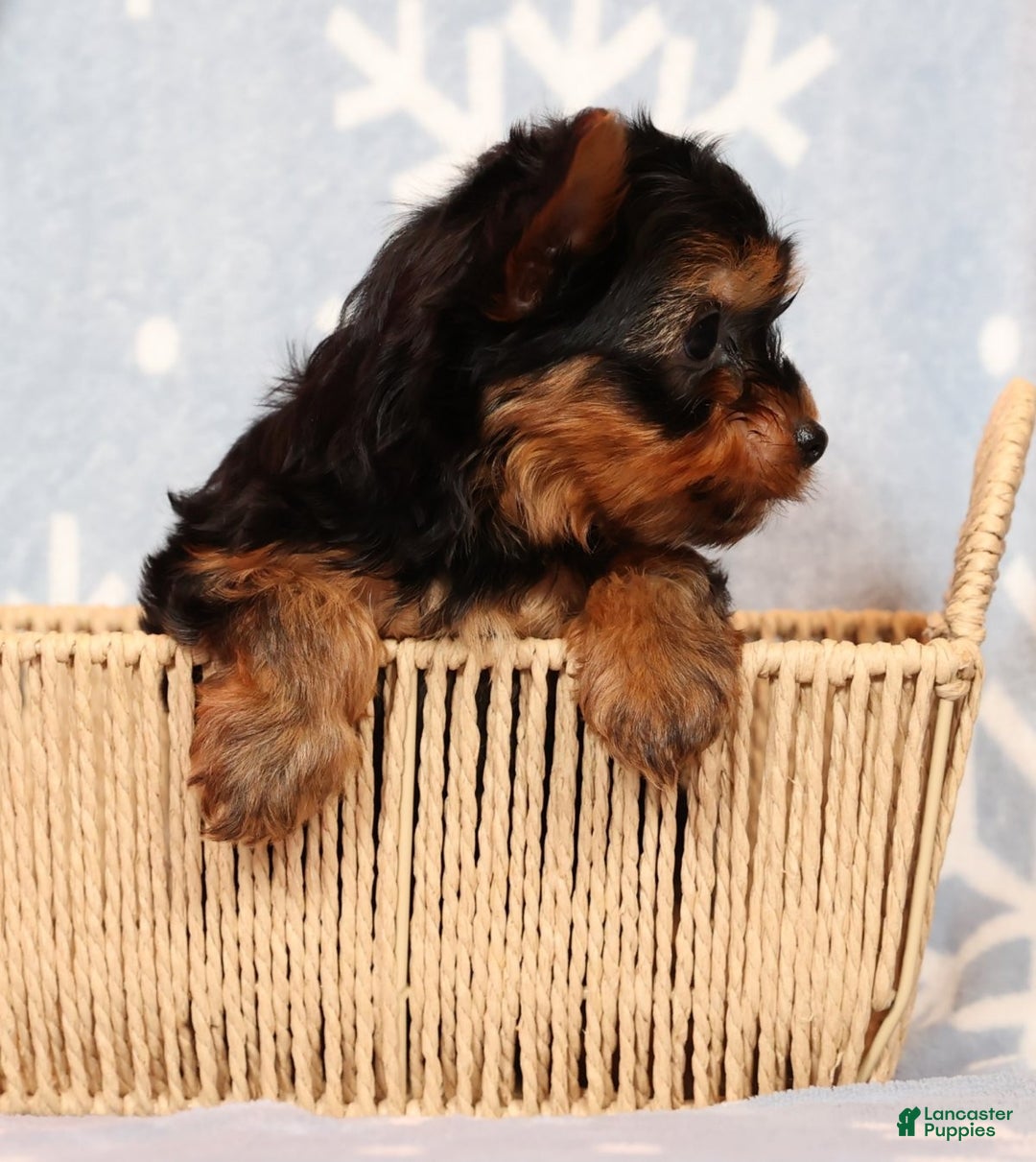 Yorkshire Terrier dogs for sale: Leo - Ad 5