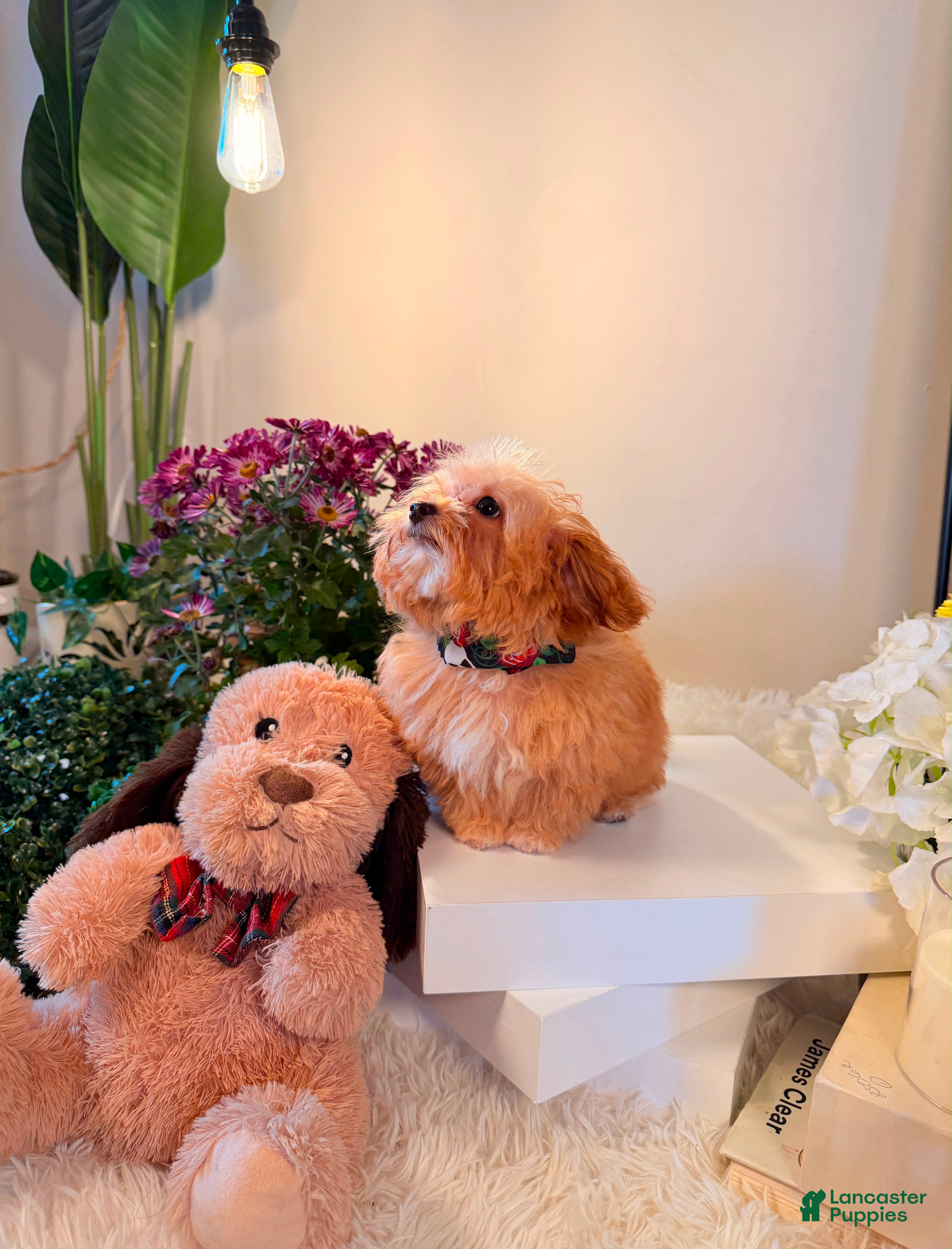 Toy Poodle dogs Theodore 🧸 - Ad 2