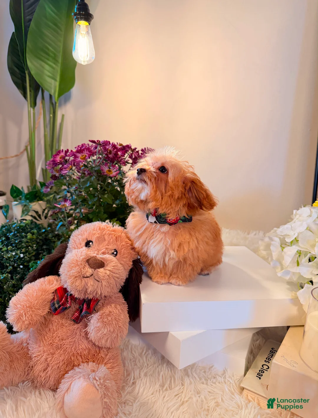 Toy Poodle dogs for sale: Theodore 🧸 - Ad 2