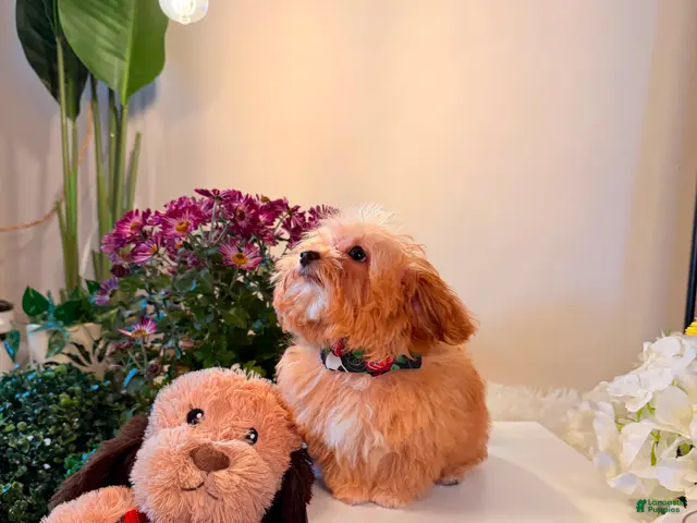 Toy Poodle dogs Theodore 🧸 - Ad 2