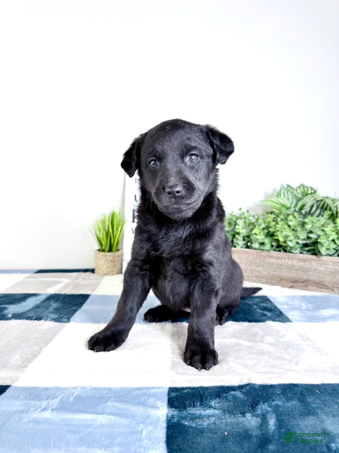 Mixed Breed dogs for sale: Astrid - Ad 3