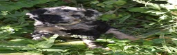 Standard Poodle dogs for sale: Standard Poodle 10 Blue Merle - Ad 6