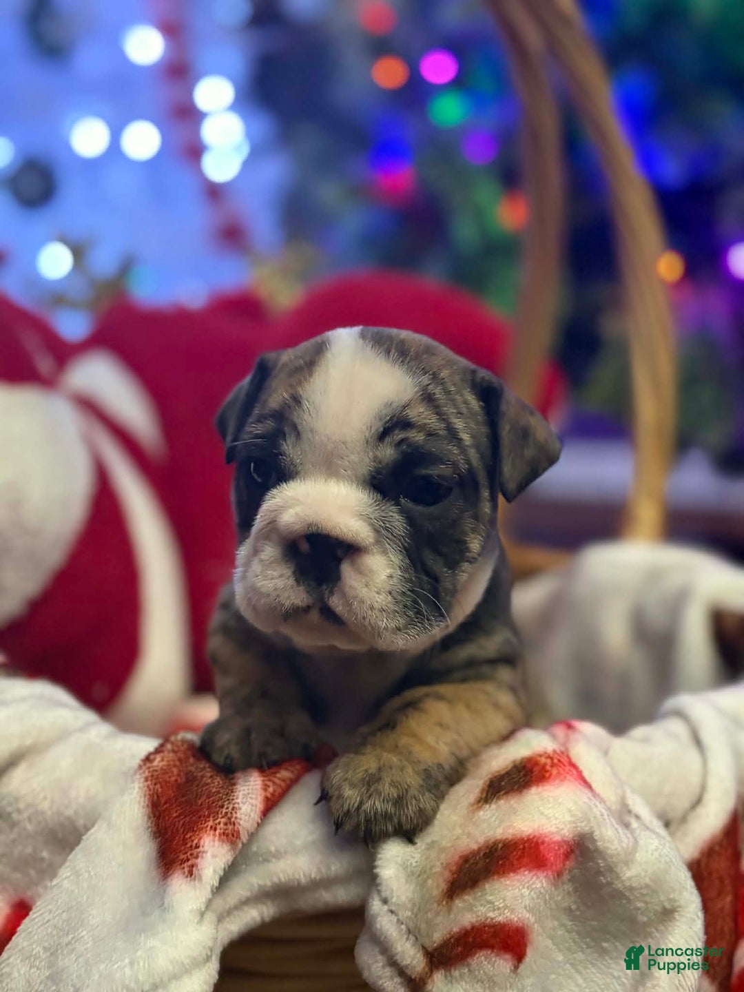English Bulldog dogs for sale: Kit Kat  - Ad 2