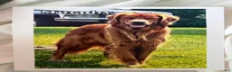 Golden Retriever dogs for sale: Prince - Ad 25