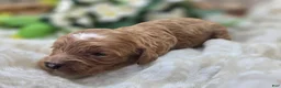 Cavapoo dogs for sale: Rollypolly - Ad 5