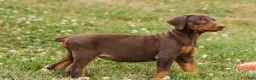 Doberman Pinscher dogs for sale: DOLLY - Ad 9